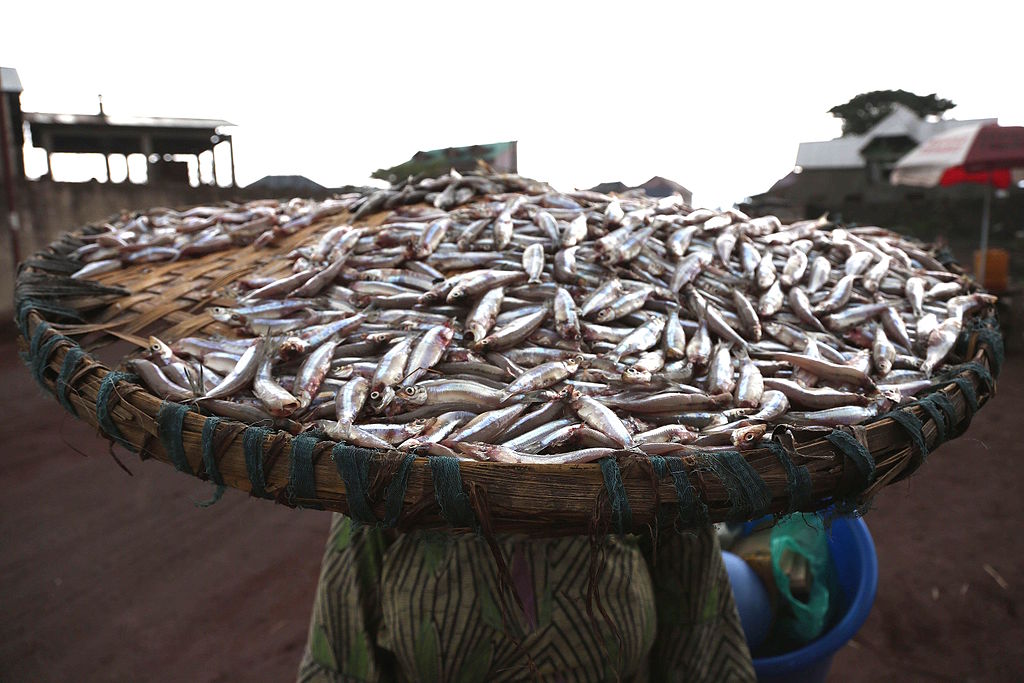 Price of fish in Congo DRC